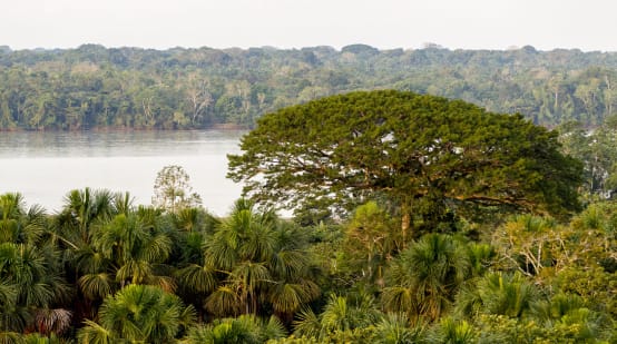 Hutan dan sungai di Taman Nasional Yasuni. Ekuador