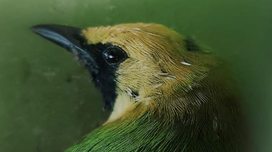 Kepala burung berwarna hijau dengan kening kuning