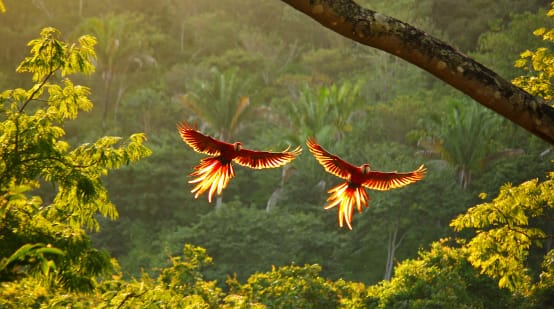 Dua burung makaw karmizi dengan sayap terbentang lebar terbang di hutan hujan