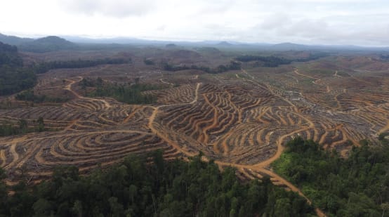 Hutan dirampas demi sawit