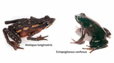 kolase - dua jenis katak di Ekuador