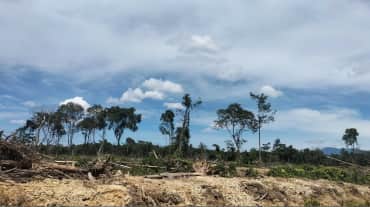 Pembukaan hutan di Seunagan Timur, Nagan Raya