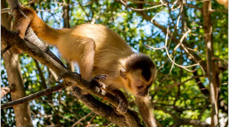Seekor monyet capuchin kaapori sedang memanjat batang pohon