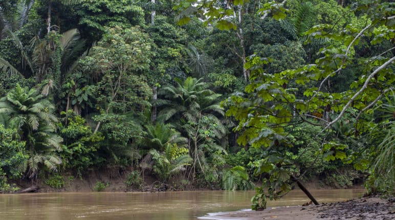 Aliran sungai di hutan hujan di Taman Nasional Yasuní