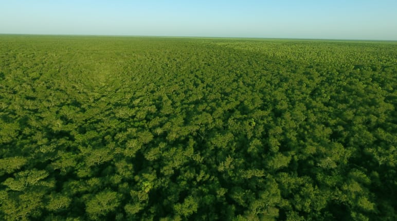 Foto dari udara hutan rimba Chaco di Paraguay