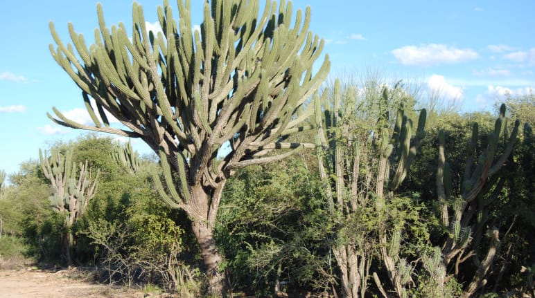 Ciri khas vegetasi di Chaco dengan berbagai jenis kaktus dan tumbuhan kayu lainnya yang hidup di musim kering. Di foto tengah: pohon kaktus tinggi dengan batang yang besar dan berbagai cabang yang mirip ranting.