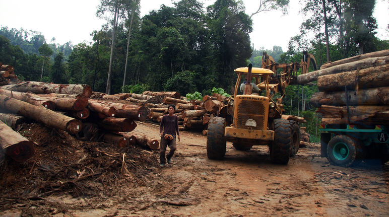 Tangkap penebang kayu di hutan! - Selamatkan Hutan Hujan