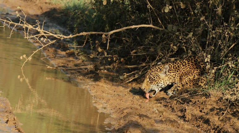 Seekor jaguar menyamar di semak-semak sedang minum di kubangan air