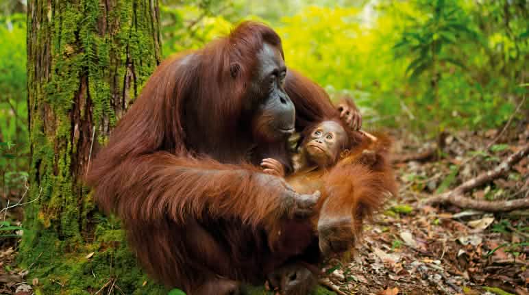 Orang utan Kalimantan Orangutan dengan anaknya