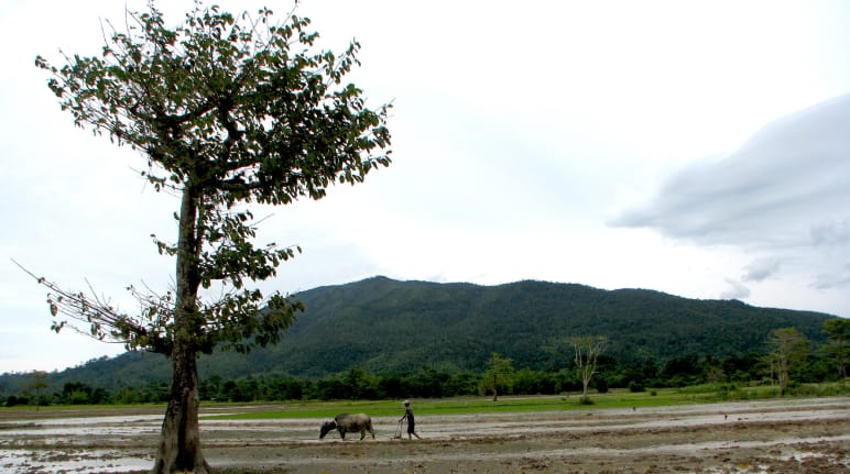 Seorang petani membajak sawah dengan sapi. Di latar belakang nampak punggung gunung