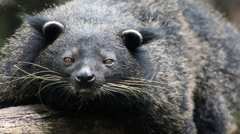 Hewan serupa beruang hitam dengan kumis panjang sedang menduduki batang pohon dan melihat ke arah kamera