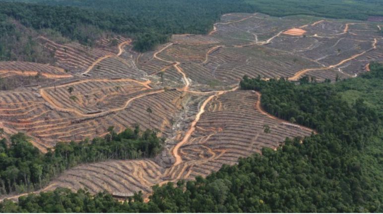 Bagai luka besar luasnya wilayah penebangan oleh Mayawana di hutan hujan Pemandangan perkebunan HTI