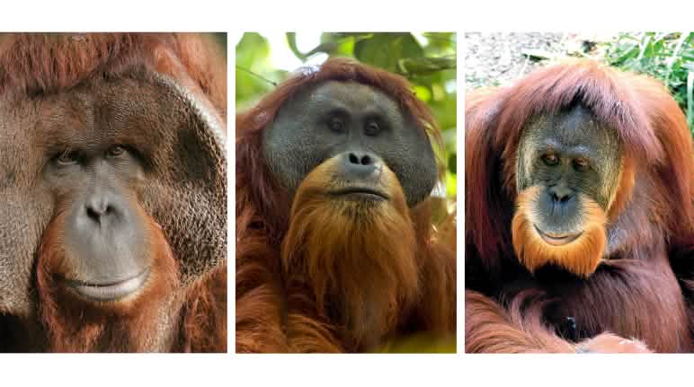 Maskulinitas yang megesankan: orang utan Borneo, Tapanuli dan Sumatra Montase orang utan