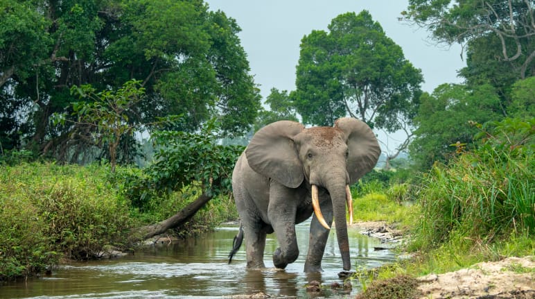 Gajah hutan di Afrika