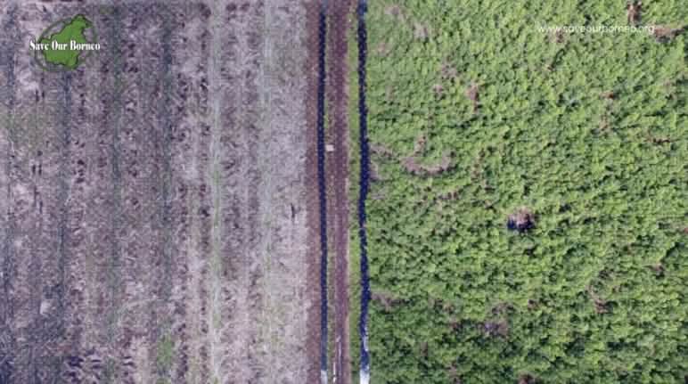 1. PT. KORINTIGA HUTANI 2. PT. CERIA KARYA PRANAWA 3. PT. INDUSTRIAL FOREST PLANTATION 4. PT. BARATAMA PUTRA foto drone hutan dan lahan yang dibuka