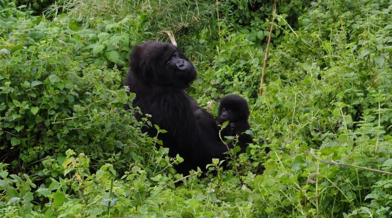 Seekor gorila dengan bayi di Taman Nasional Virunga