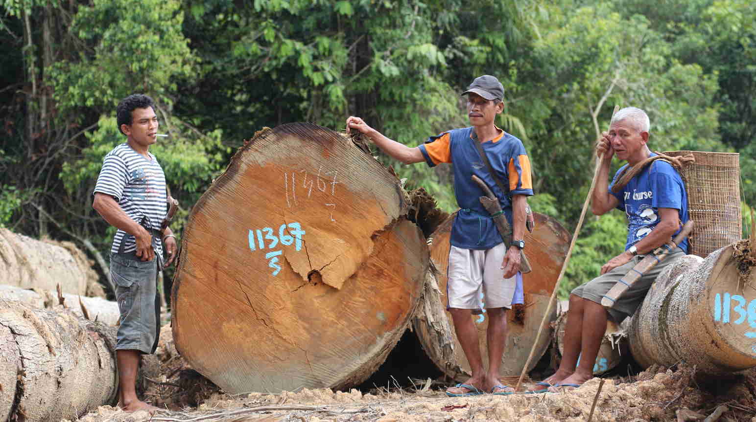 Selamatkan hutan Kinipan! - Selamatkan Hutan Hujan