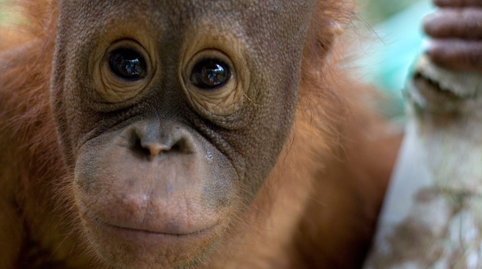 Selamatkan Rawa Tripa Habitat Terakhir Orangutan Selamatkan Hutan Hujan