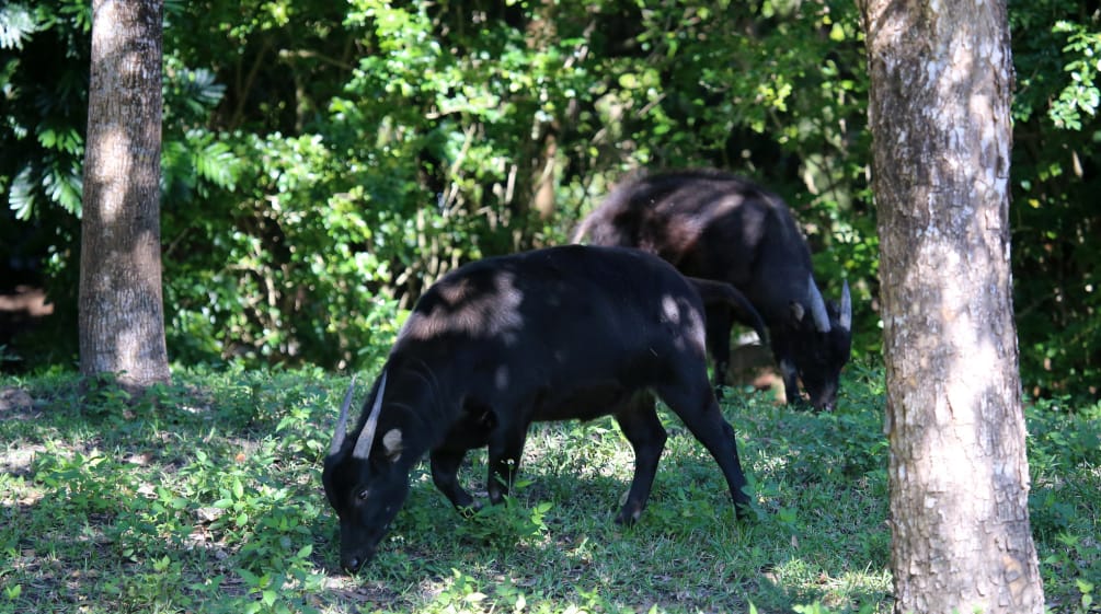 Anoa, sapi kerdil dari Sulawesi