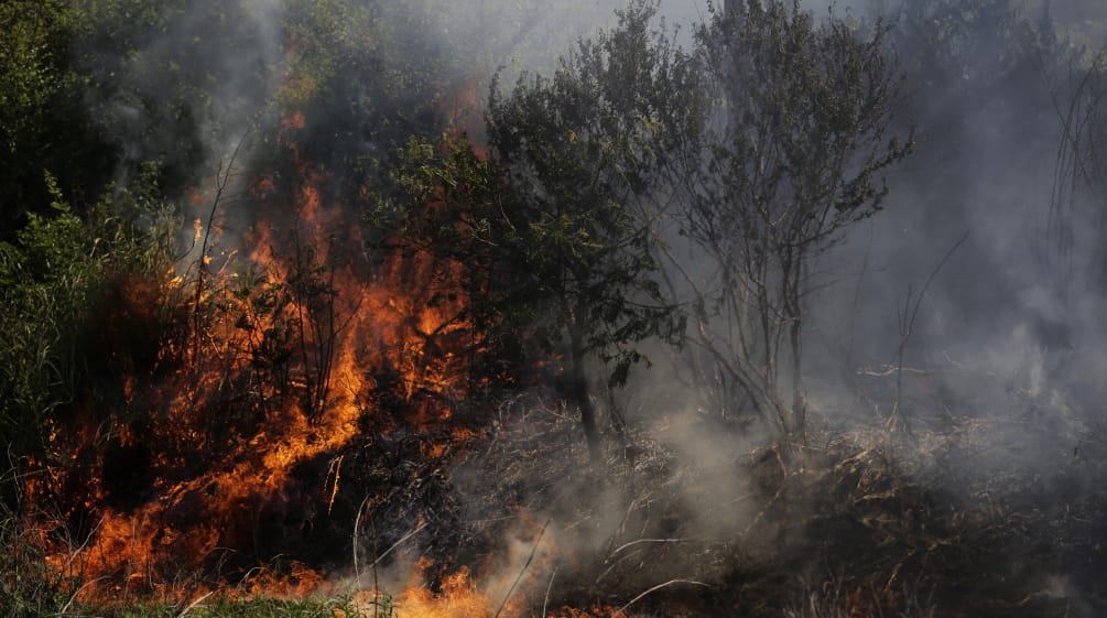 Semak-semak terbakar dan berasap