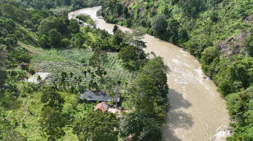 Foto drone pusat pembibitan dan hutan di pinggir sungai