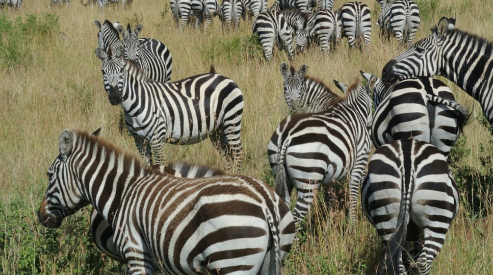 Zebra di sabana