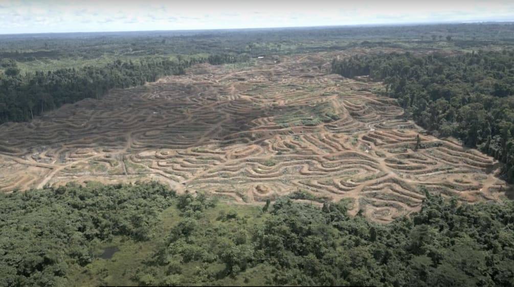 Foto drone penebangan hutan untuk minyak sawit di Sorong, Papua Barat