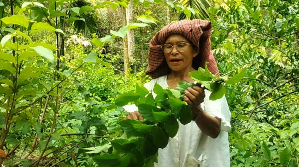 Perempuan Batak dengan pohon gambir