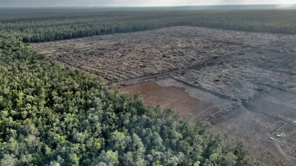 Foto drone pengundulan hutan