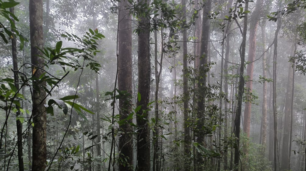 Hutan di Gunung Sebayan