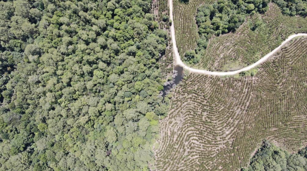 Foto drone hutan rimba gundul