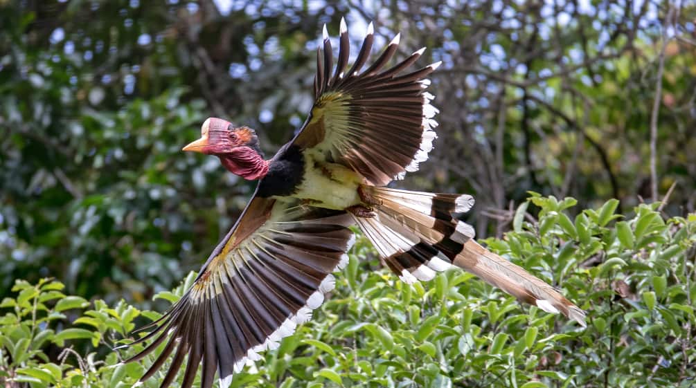 Burung rangkong gading sedang terbang