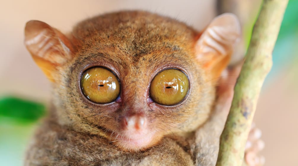 Tarsius