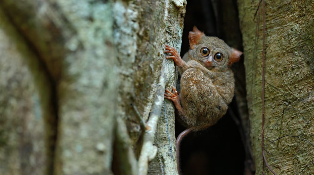 Tarsius