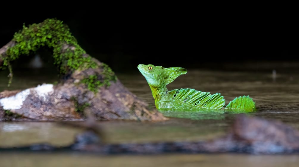 Kadal basilisk