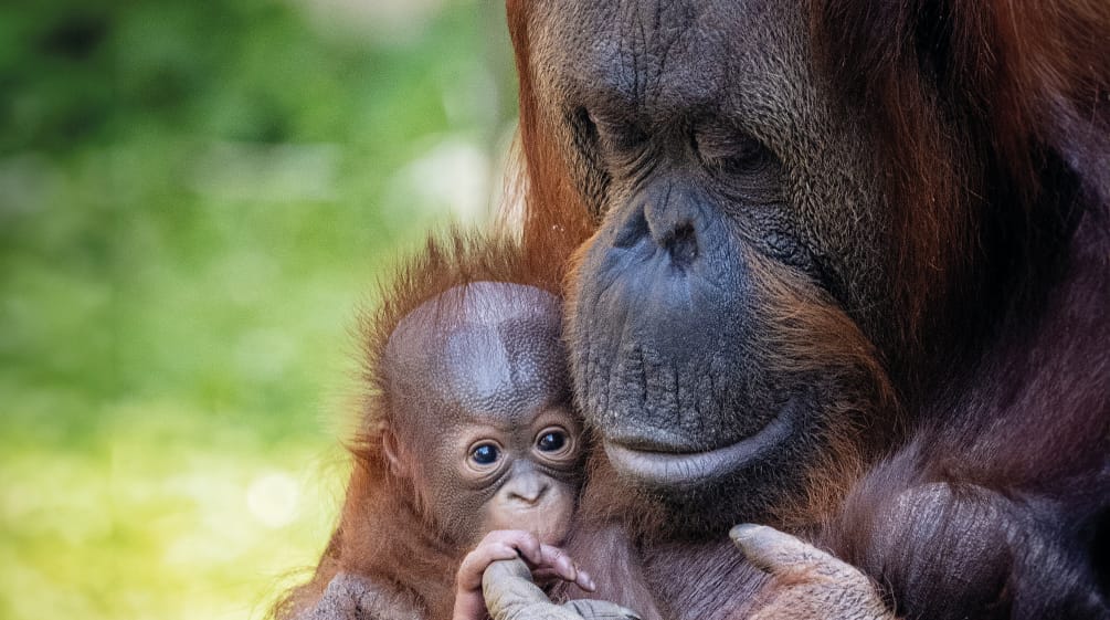 Anak dan ibu orang utan