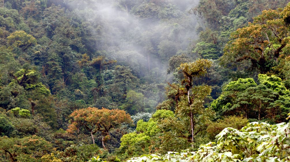 Hutan pegunungan di Los Cedros, Ekuador