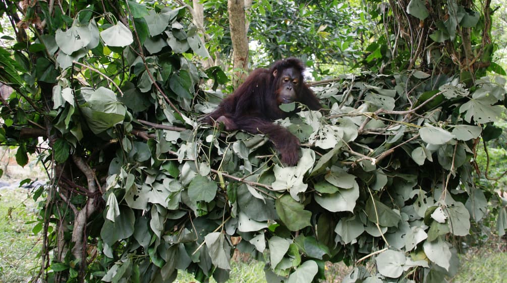 Orang utan di sarang tidurnya dari daun-daunan yang terletak di cabang-cabang pohon