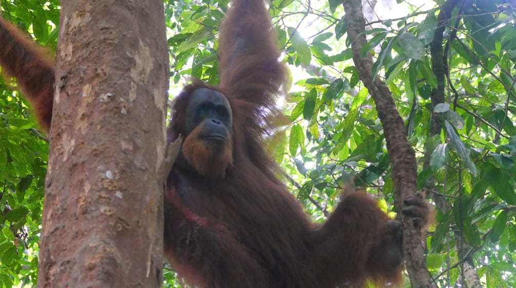 Orang utan sumatra bergelantungan di pohon