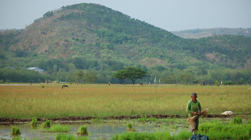 Seorang petani di sawah yang terletak di kaki gunung