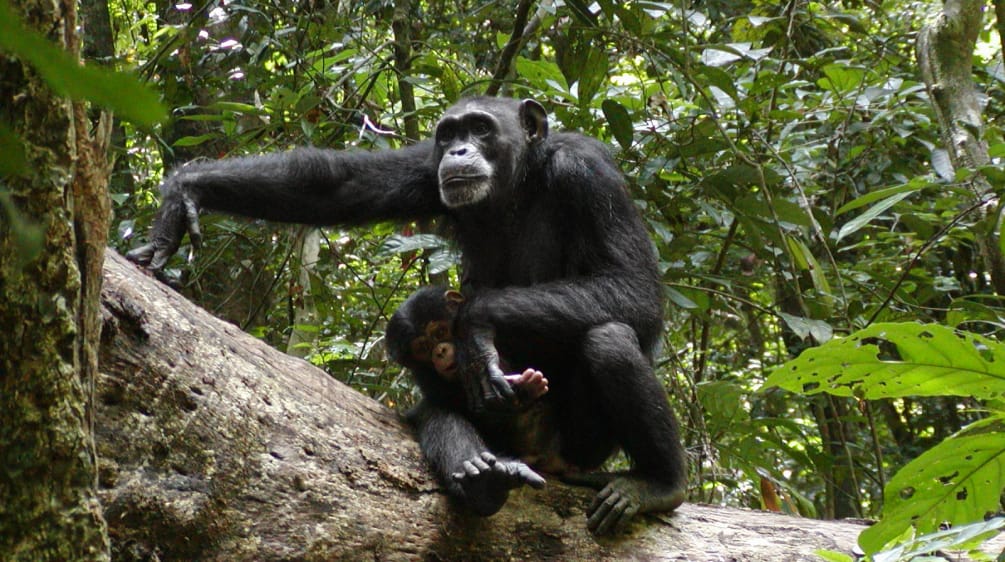 Simpanse di Taman Nasional Sapo