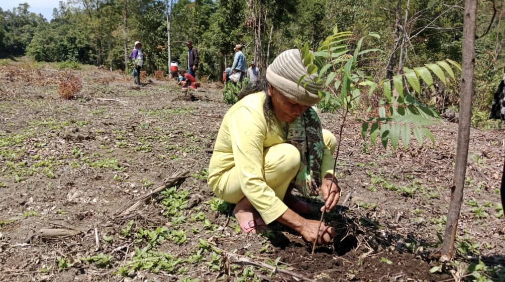 Seorang Ibu menanam pohon jenis Ingul