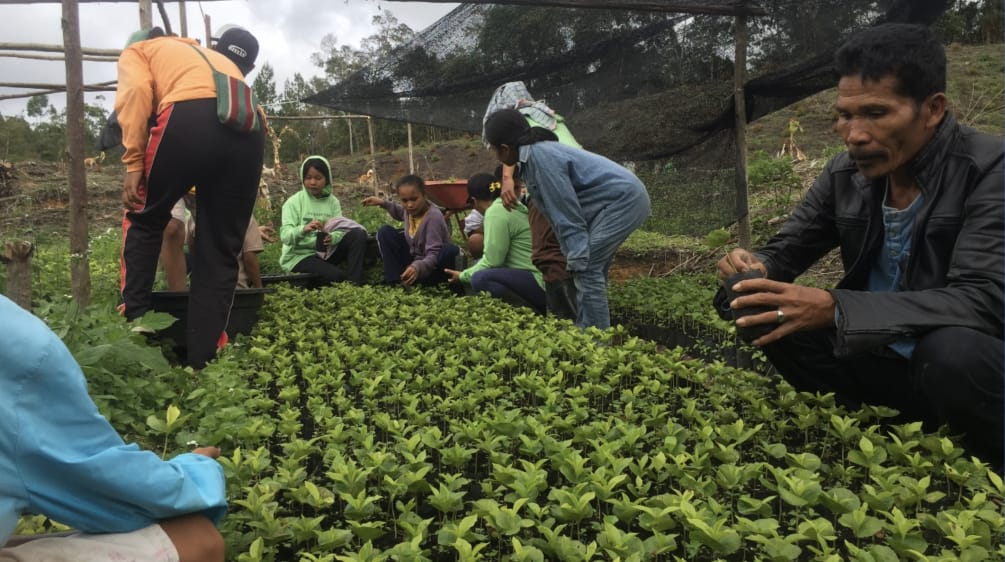 Masyarakat melakukan pembersihan bibit kopi