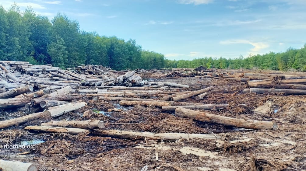 Pembukaan hutan di Kalteng