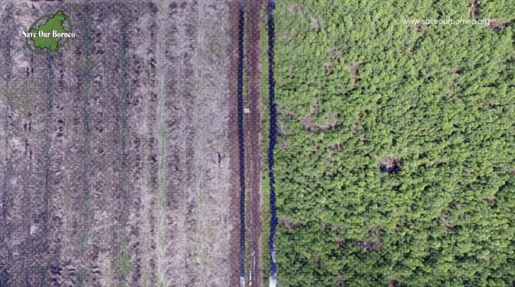 foto drone hutan dan lahan yang dibuka