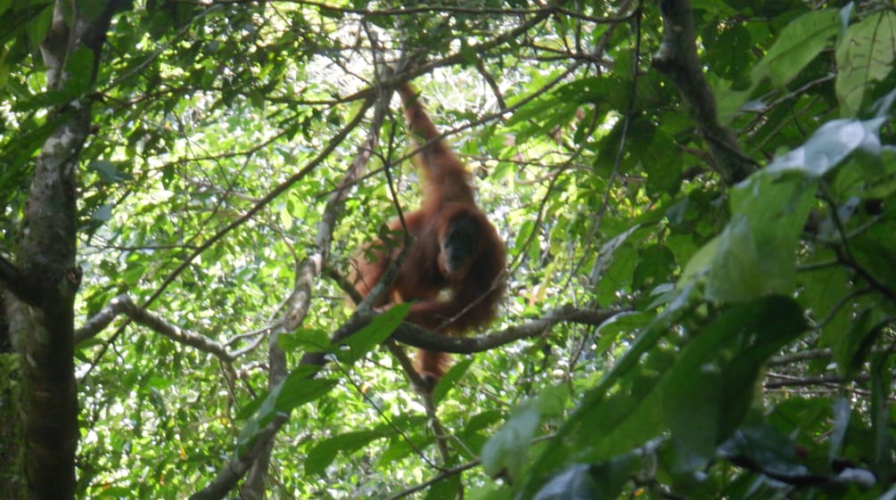 Orang utan di pohon