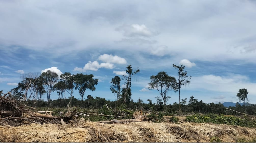 Pembukaan hutan di Seunagan Timur, Nagan Raya