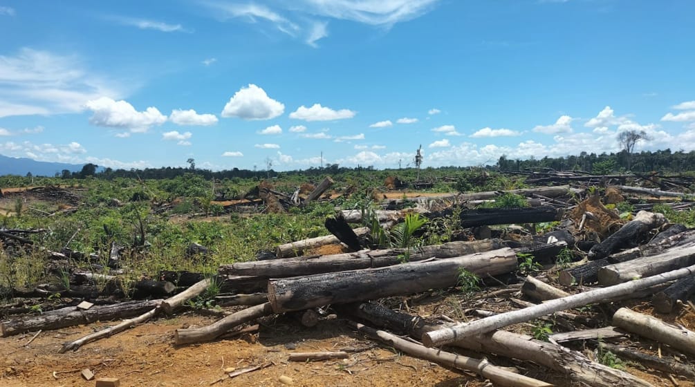 Pembukaan lahan dengan batang pohon