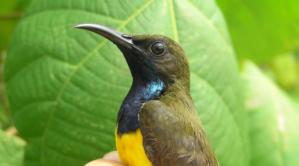 Burung matahari Wakatobi