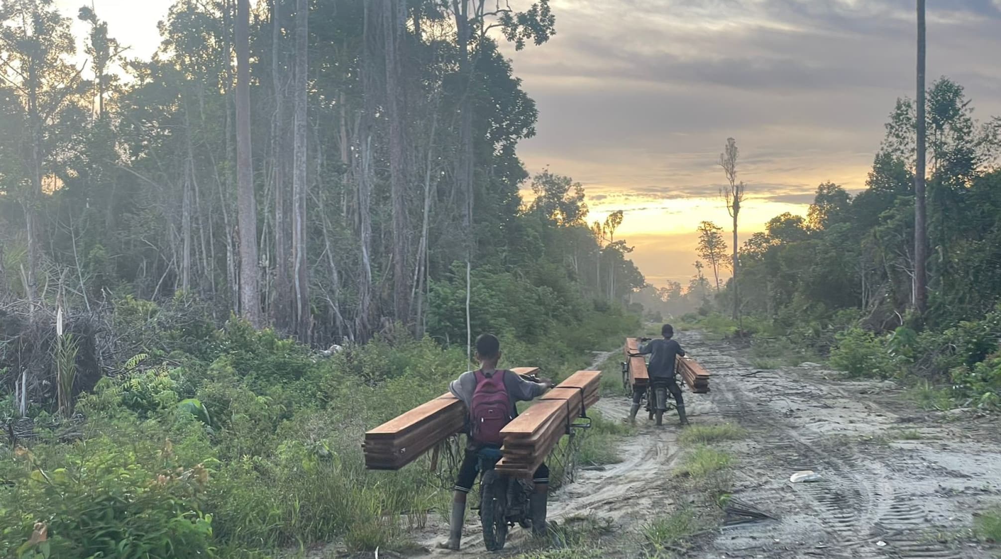 Aktivitas Illegal Logging Di Kawasan Lindung Rawa Tripa Semakin ...